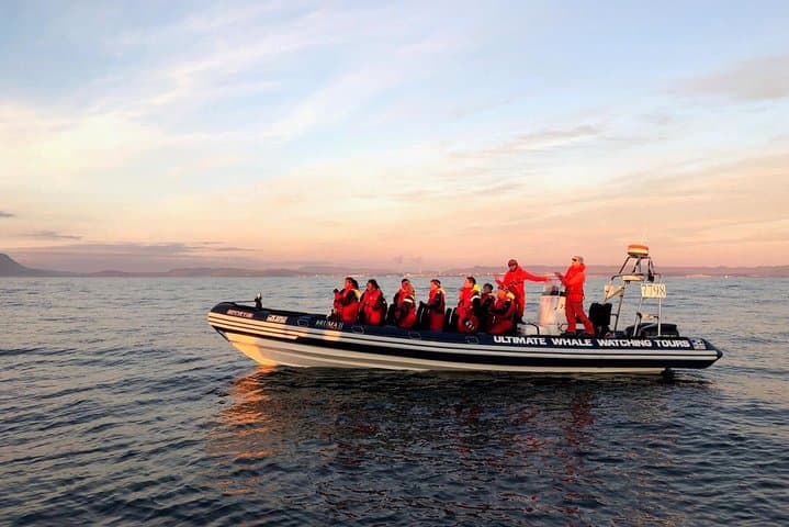 Small-group Whale Watching in the Midnight Sun from Reykjavík