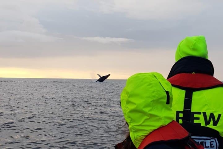 Small-group Whale Watching in the Midnight Sun from Reykjavík