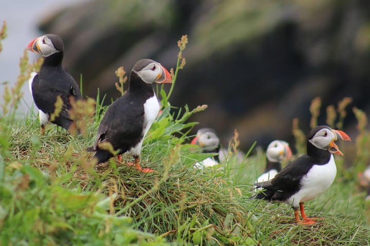 Five Puffins on the Islands