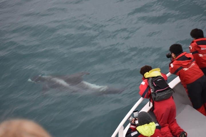 Two-In-One: Whale & Puffin Watching Tours from Reykjavik