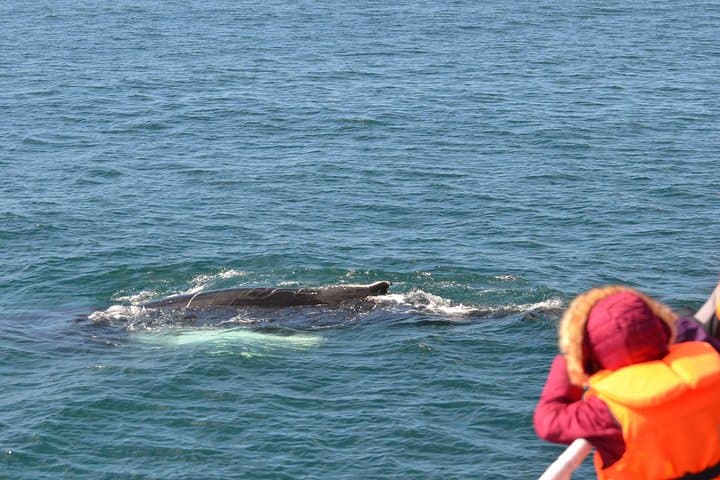 Two-In-One: Whale & Puffin Watching Tours from Reykjavik