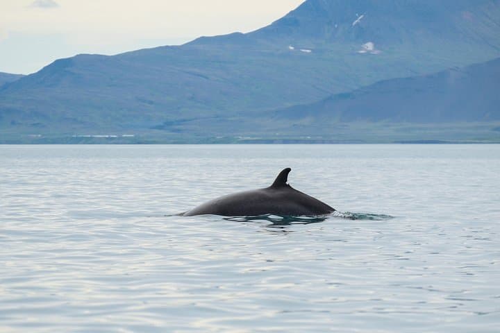 Top-Rated Snorkeling in Silfra & Whale Watching | Self-Drive from Reykjavik