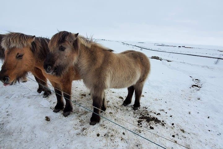 Your Private Golden Circle Tour with a Personal Guide