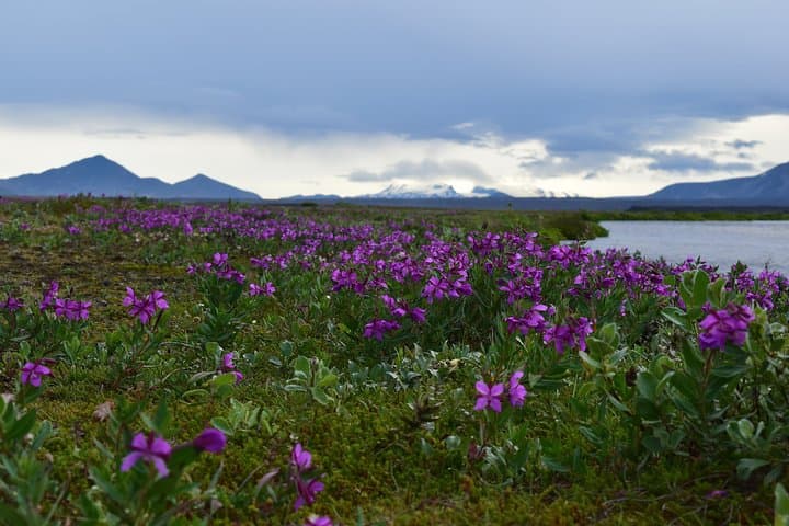 Askja the Caldera - My favorite day tour