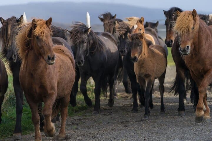 Horses