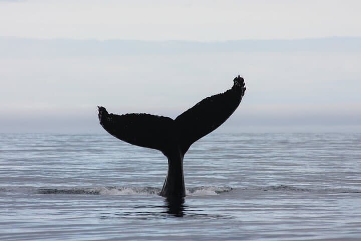Top-Rated Snorkeling in Silfra & Whale Watching | Self-Drive from Reykjavik