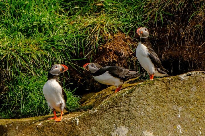 Puffin Watching Speedboat Express