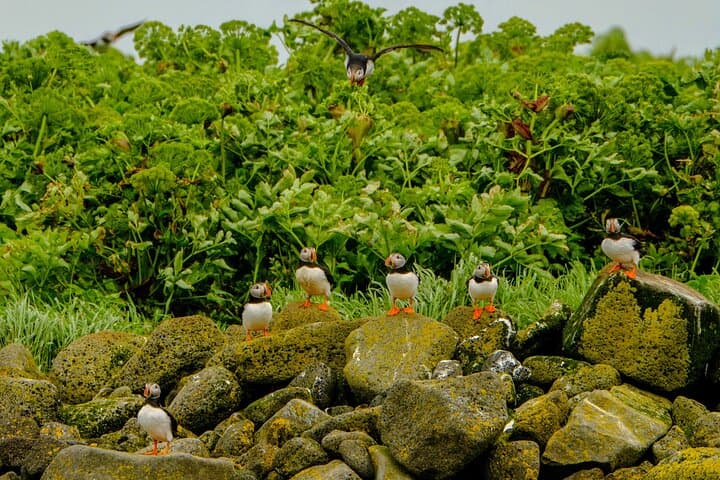 Puffin Watching Speedboat Express