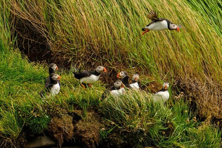 Puffin Watching Speedboat Express
