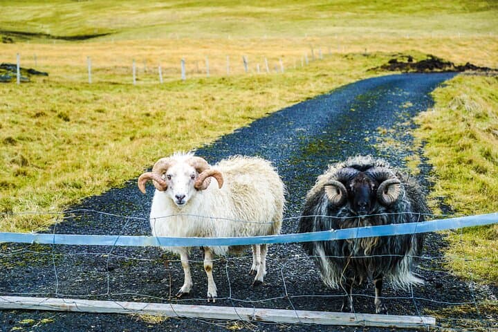 Westmann Islands Private Day Tour: Puffins, Cliffs and Volcanoes