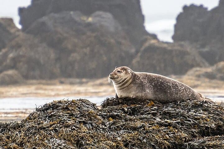 Seal