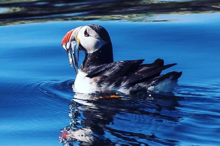 Puffin Tour by RIB Speedboat — Express Tour from Reykjavík