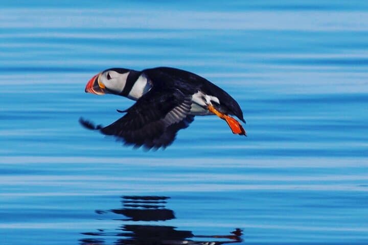 Puffin Tour by RIB Speedboat — Express Tour from Reykjavík