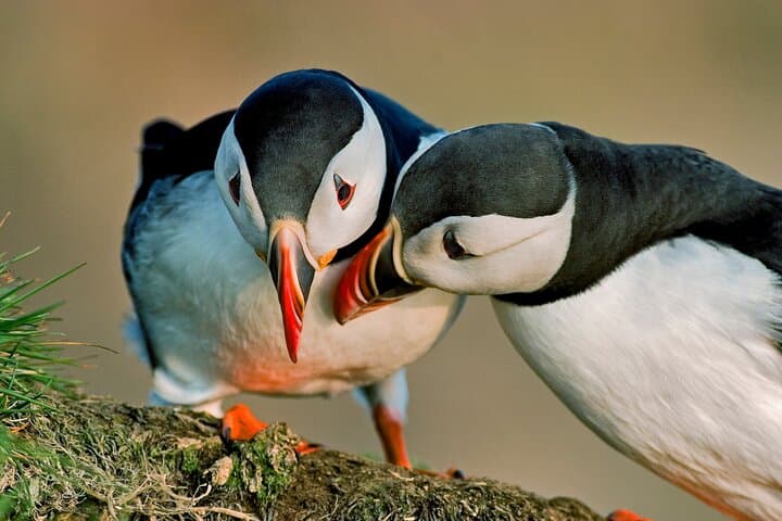 Puffin Tour by RIB Speedboat — Express Tour from Reykjavík