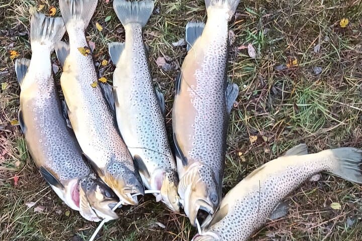 Private Trout and Char Fishing in Icelandic Serenity Experience