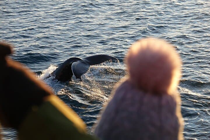 Reykjavík Bay Arctic Rose Whale Watching Excursion