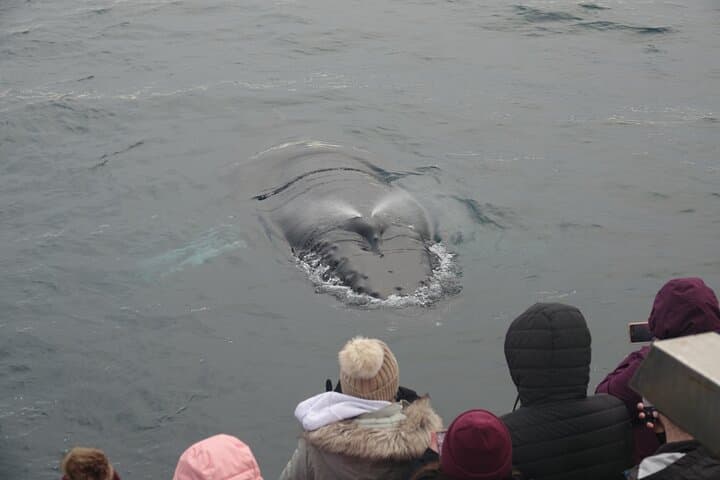 Reykjavík Bay Arctic Rose Whale Watching Excursion