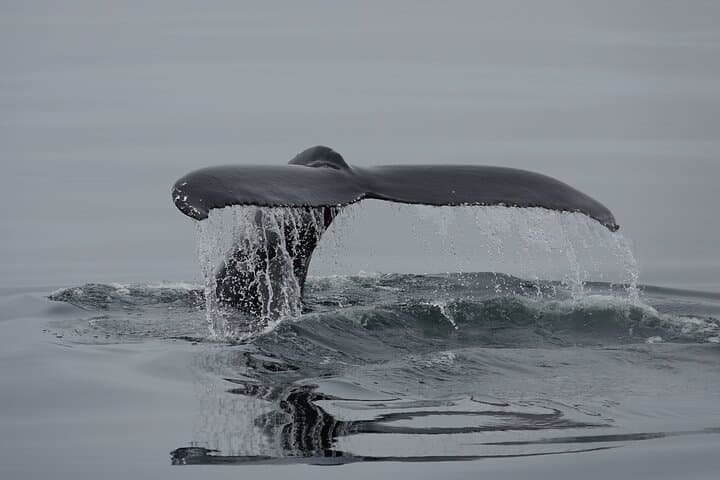 Reykjavík Bay Arctic Rose Whale Watching Excursion