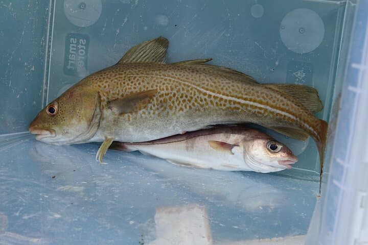 Reykjavik's Finest Catch: Guided Sea Angling Tour for All Levels
