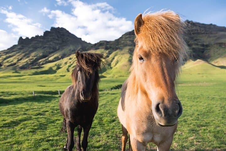 icelandic horses are part of the attraction of the tour