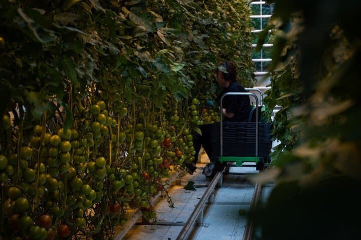 Friðheimar, a tomato farm where you will have a delicious lunch (lunch not included)