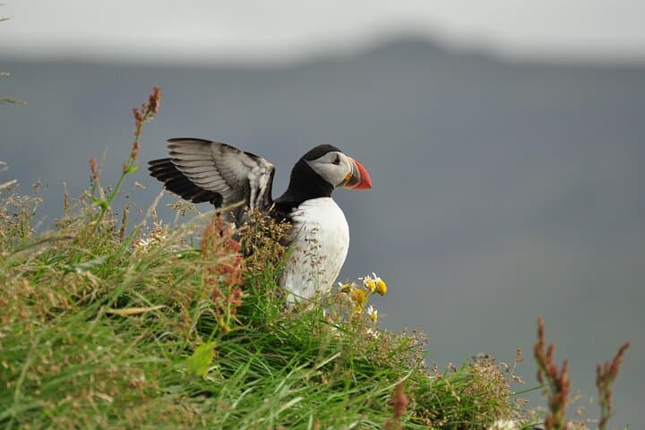 Volcanic Vistas & Puffin Paradise ATV Tour