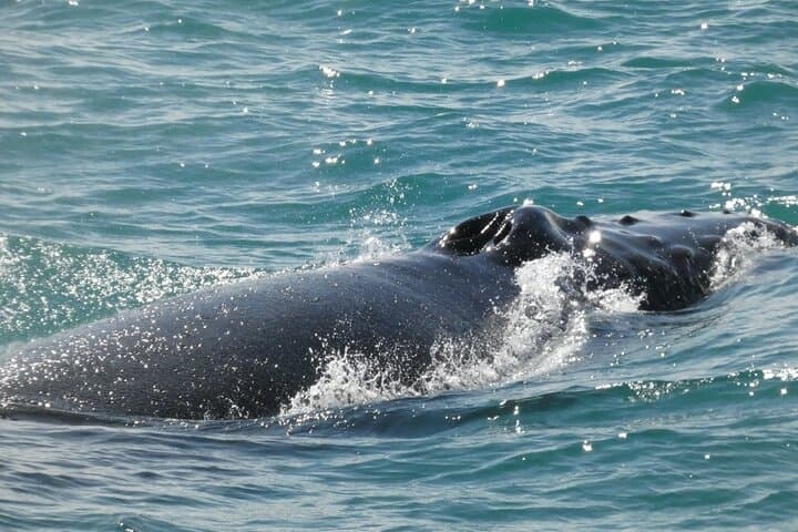 A calm surface hides a mighty presence beneath — the beauty of whale watching in Reykjavík.