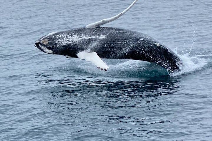 A thrilling breach in Faxaflói Bay — the moment every whale watcher dreams of.