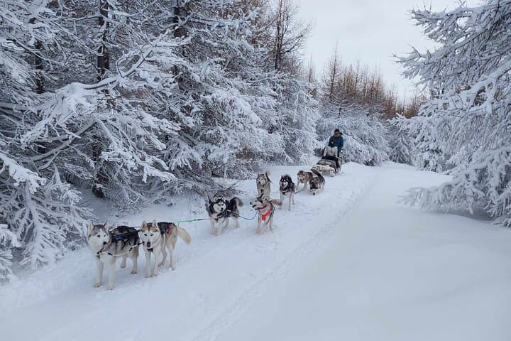 Private Dog Sledding in Akureyri