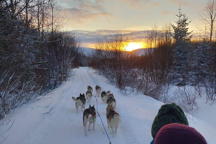 Private Dog Sledding in Akureyri