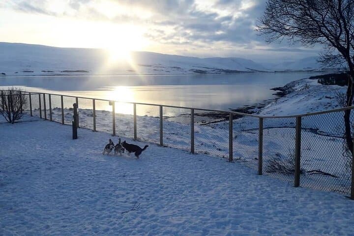 Private Dog Sledding in Akureyri