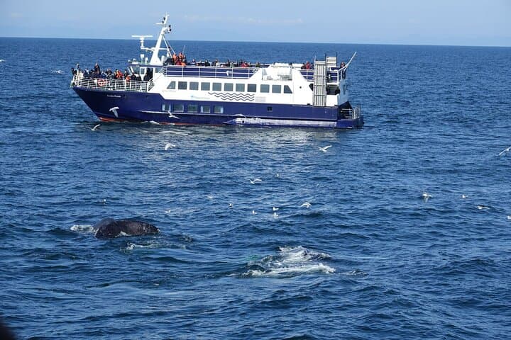 Reykjavík Bay Arctic Rose Whale Watching Excursion