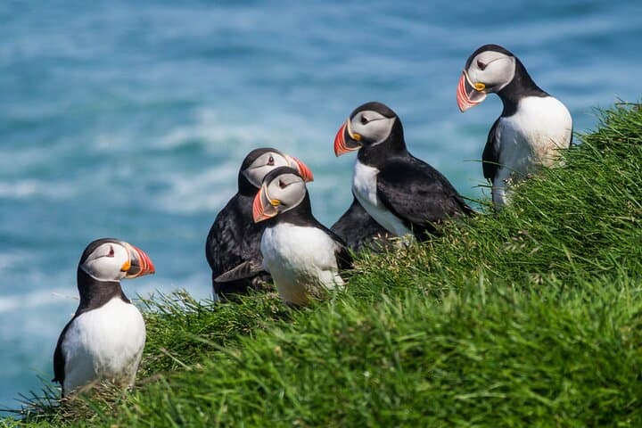 Puffins