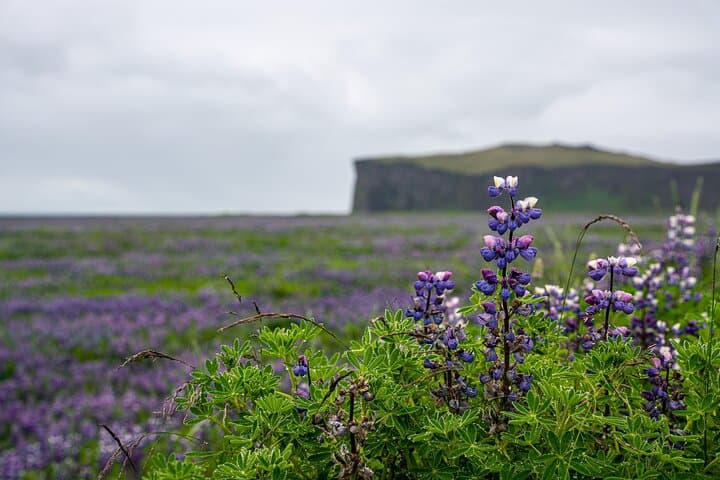 South Coast and Glacier Walk Full day Private Tour From Reykjavík