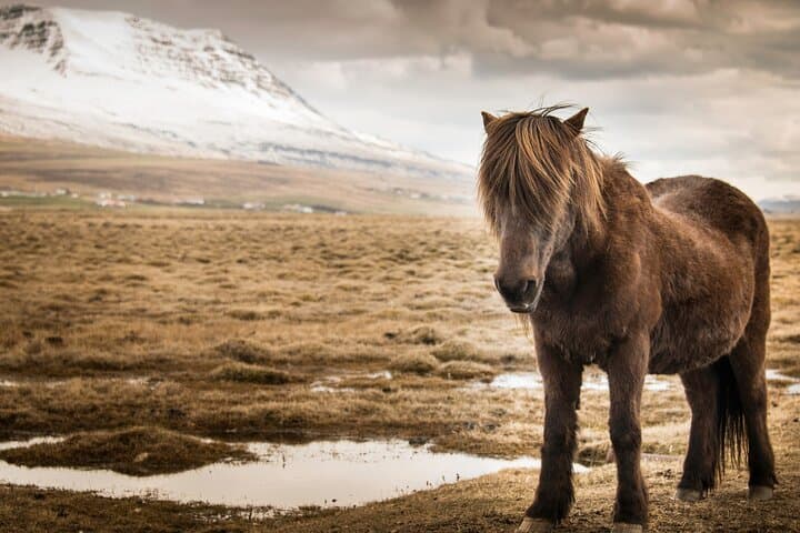 Off the beaten Path - Borgarfjörður Private Tour From Reykjavík