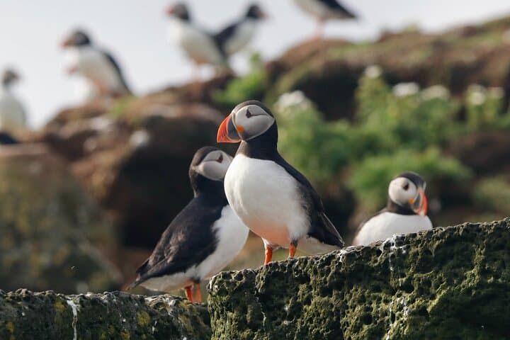 Classic Puffin Watching Cruise from Downtown Reykjavík