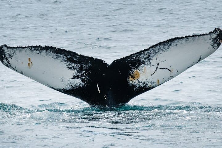 Westfjords whale watching with Sjóferðir