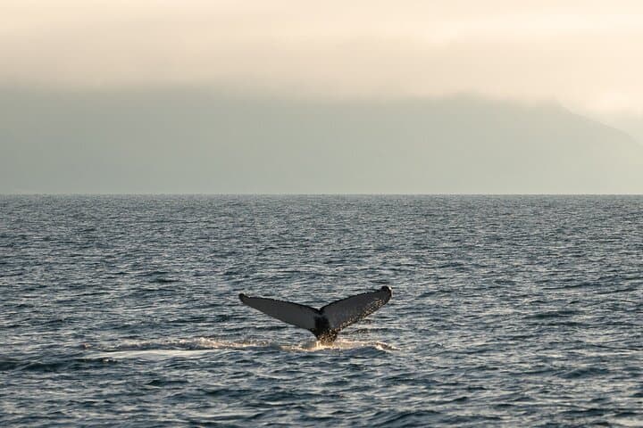 Westfjords whale watching with Sjóferðir