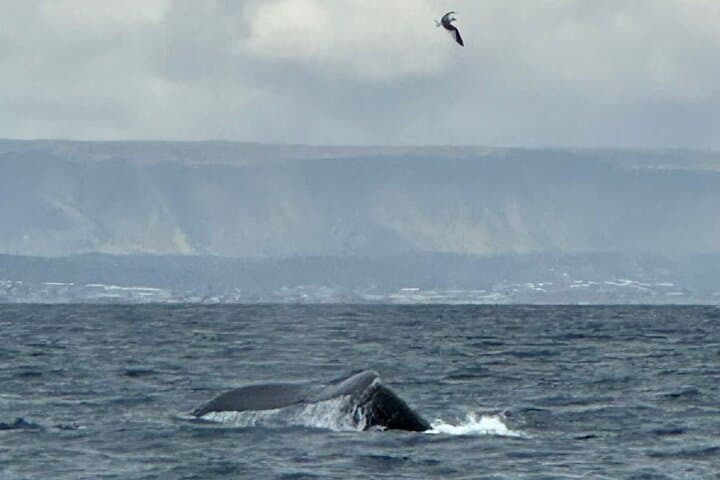 Whale Watching - RIB Boat Adventure in Kopavogur, Iceland