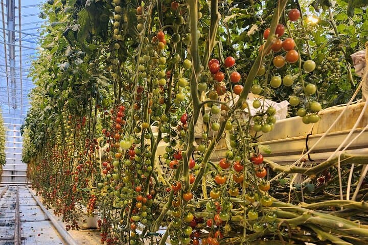 Iceland's Golden Circle and Fridheimar Tomato Farm Lunch