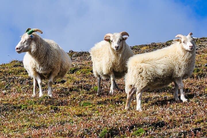 Hut to Hut Hiking Tour of Iceland Ancient Trails
