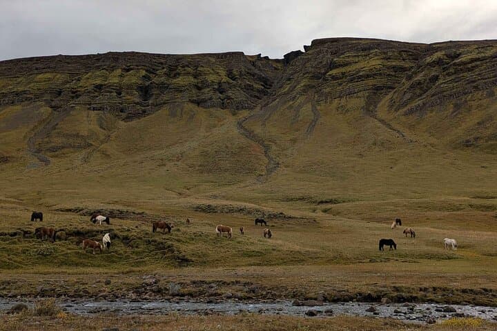 Horses roaming in the valley