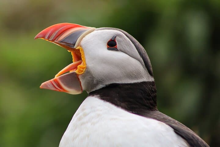Private Puffin Encounter from Port of Seydisfjordur