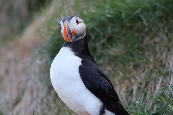 Private Puffin Encounter from Port of Seydisfjordur