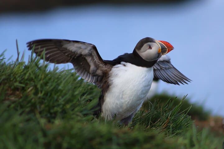 Private Puffin Encounter from Port of Seydisfjordur