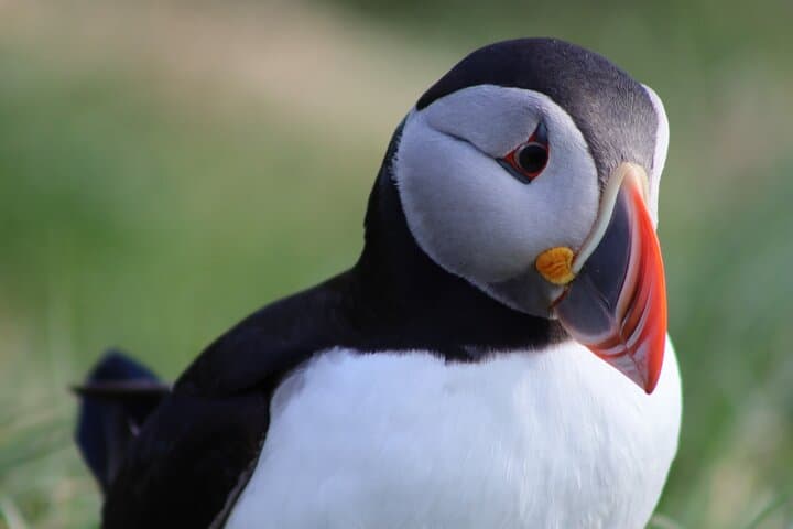 Private Puffin Encounter from Port of Seydisfjordur