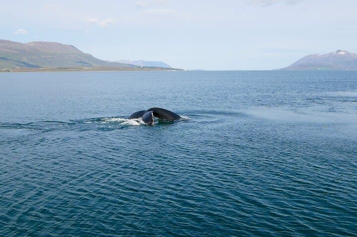Whale Watching from Akureyri Port