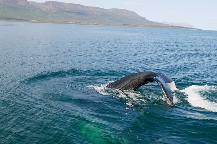 Whale Watching from Akureyri Port