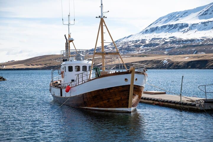 Whale Watching from Akureyri Port