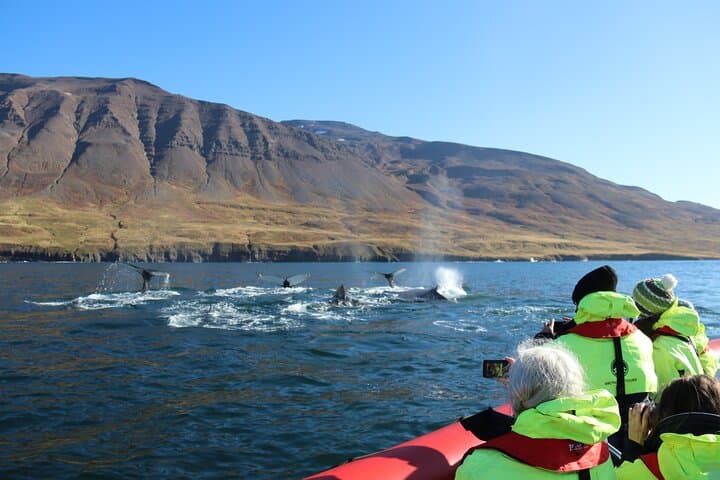 Express Whale Watching in Dalvik close to Akureyri north Iceland